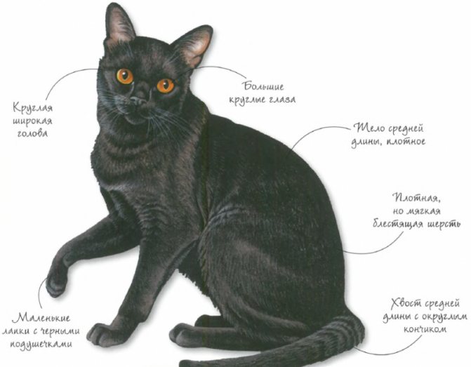 Характеристики бомбейской кошки