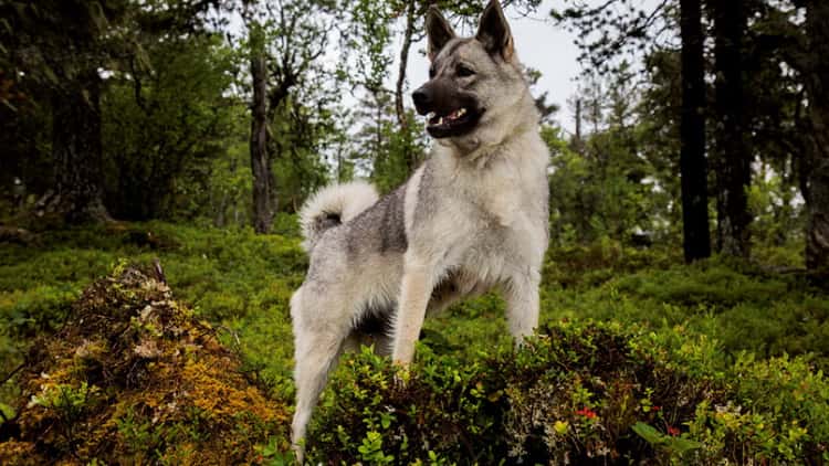 Характеристики породы собак норвежский элкхаунд