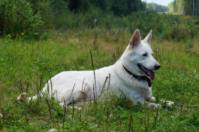 характеристики собаки породы шведский белый элкхунд