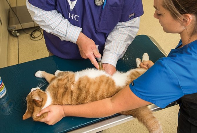 Хирургическое вмешательство при мочекаменной болезни у котов