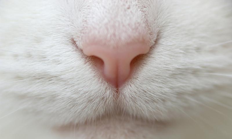 Хозяин должен знать какой должен быть нос у здоровой кошки