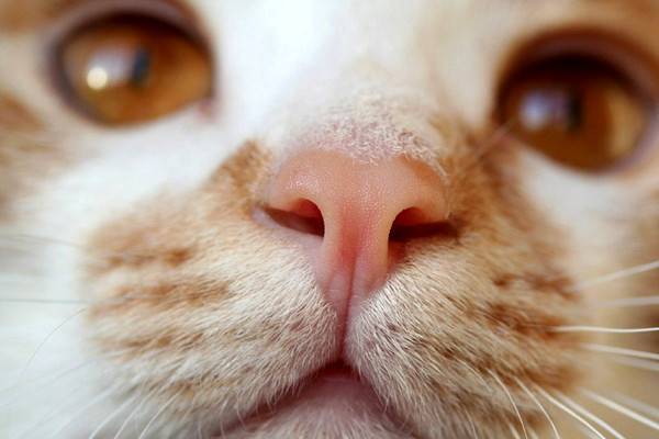 Хозяин должен знать какой должен быть нос у здоровой кошки