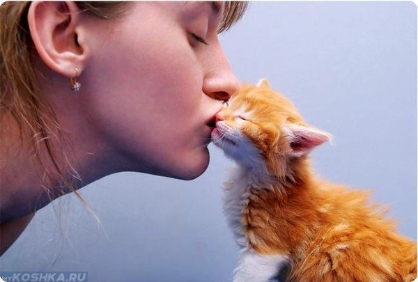 Хозяйка целует рыжего котика