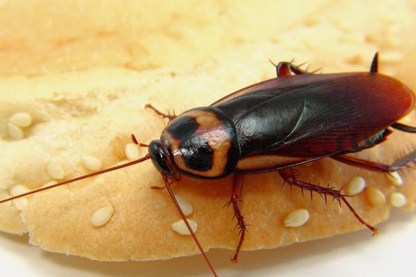 Идеальны условия для тараканов — средняя температура и наличие пищи