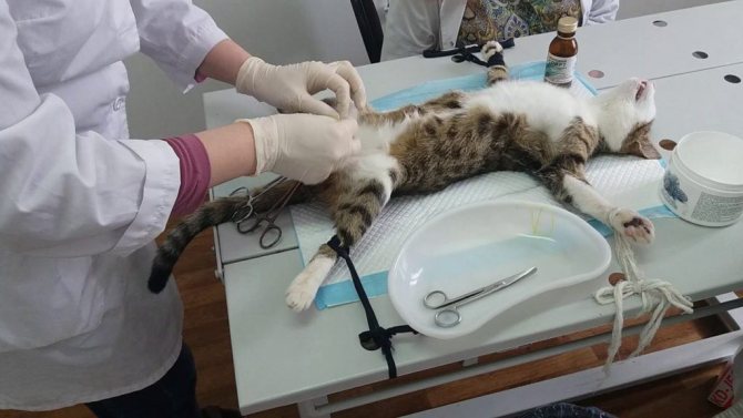 Идет операция стерилизации кошки