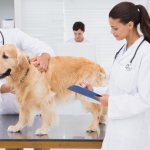 иммуномодуляторы для собак