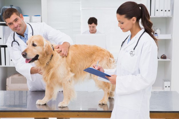 иммуномодуляторы для собак