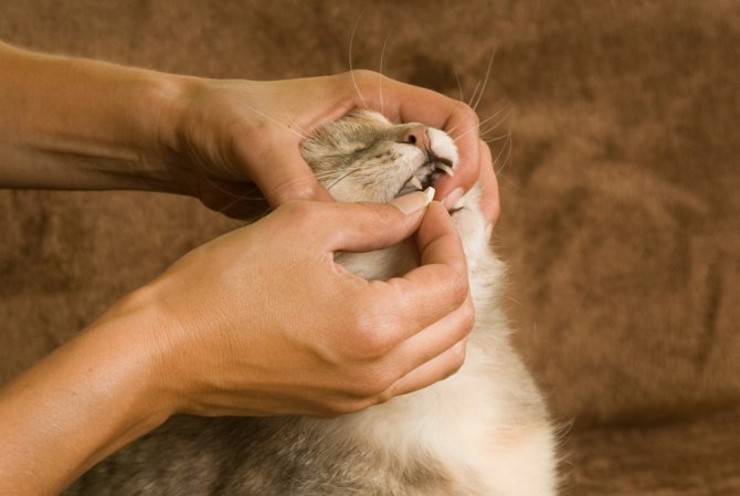 Имунофан для кошек - инструкция по применению, дозировка