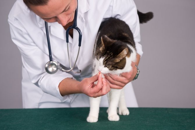 Имунофан для кошек - инструкция по применению, дозировка