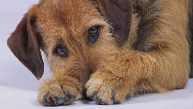 Инфекционный и вирусный гепатит у собак: симптомы и лечение, профилактика