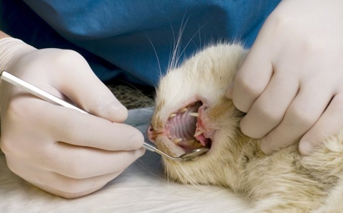Инфекция гингивит у кошек: причины, симптомы и лечение