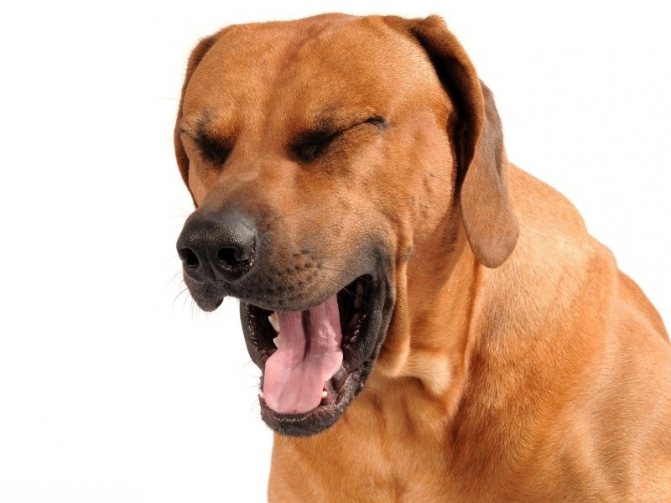 Иногда аденовирус можно распознать по узнаваемым приступам кашля, душащим собаку