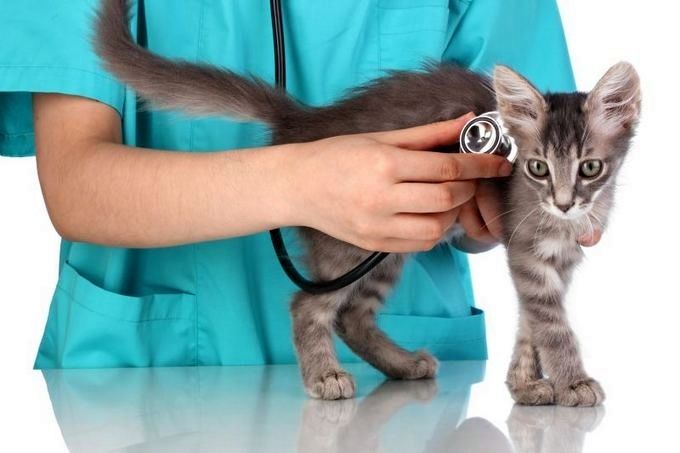 Иногда у котят могут обнаруживаться осложнения после прививок