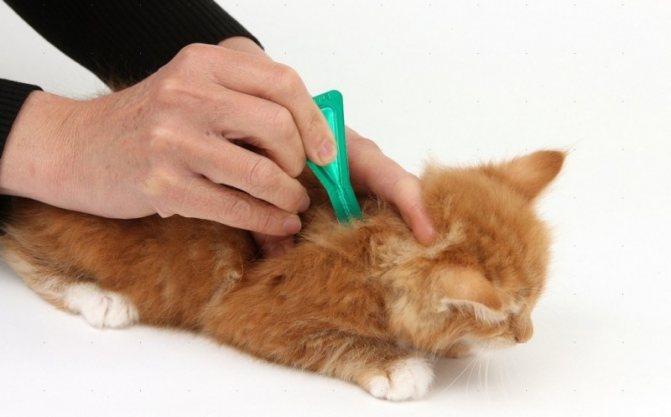 Инструкция к каплям Стронгхолд для кошек