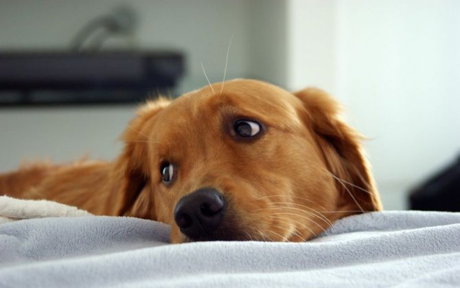 Инсульт у собаки: симптомы, первые признаки и лечение в домашних условиях