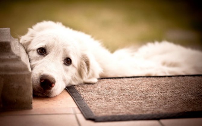 Инсульт у собаки: симптомы, первые признаки и лечение в домашних условиях