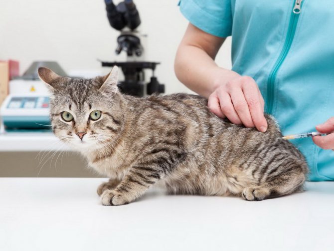 Используя современные методы лечения, можно эффективно бороться с грибковыми заболеваниями кожи у кошек