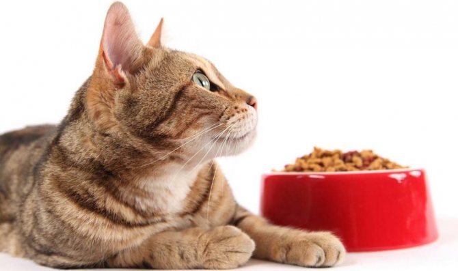 Из чего делают корма для кошек и как состав зависит от его класса