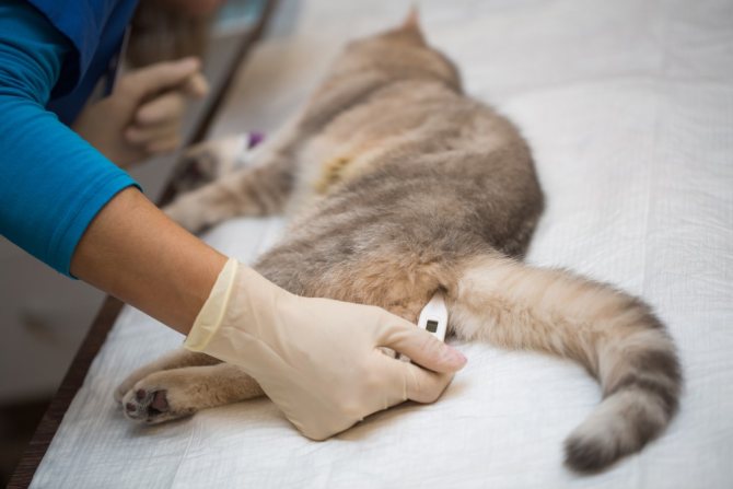 Измерение температуры у кошки через анальное отверстие
