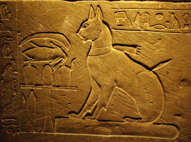 Изображение кошки на саркофаге Тутмоса, сына Аменхотепа III. Фото: Larazoni / Wikimedia Commons.org («Наука и жизнь» №8, 2017)