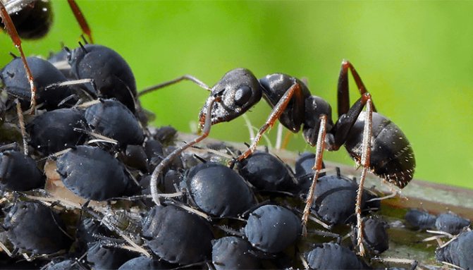 К чему снится муравей? Толкование снов с муравьями по сонникам