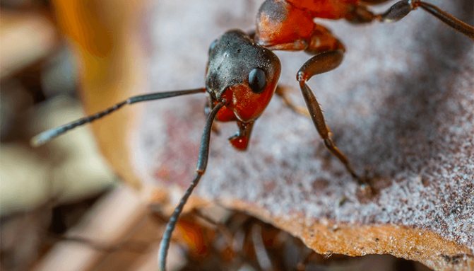К чему снится муравей? Толкование снов с муравьями по сонникам