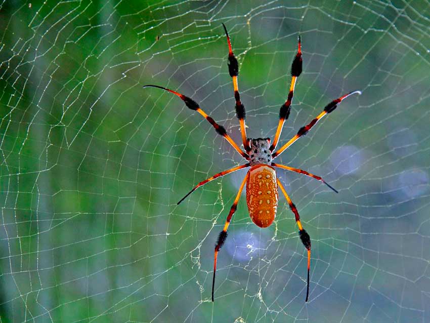 К чему снятся пауки в паутине - сонник