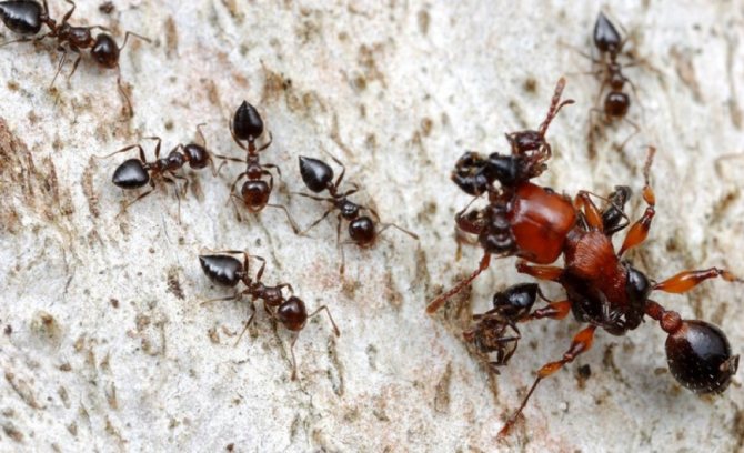 К чему видеть во сне муравьев и пауков, тараканов одновременно: толкование сна