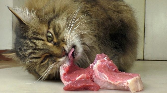 Как часто кормить кота сырым мясом