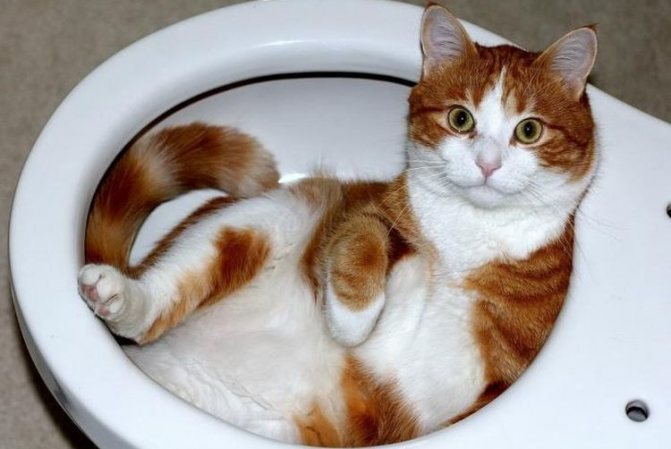 Как часто кот должен ходить в туалет по-большому и по-маленькому