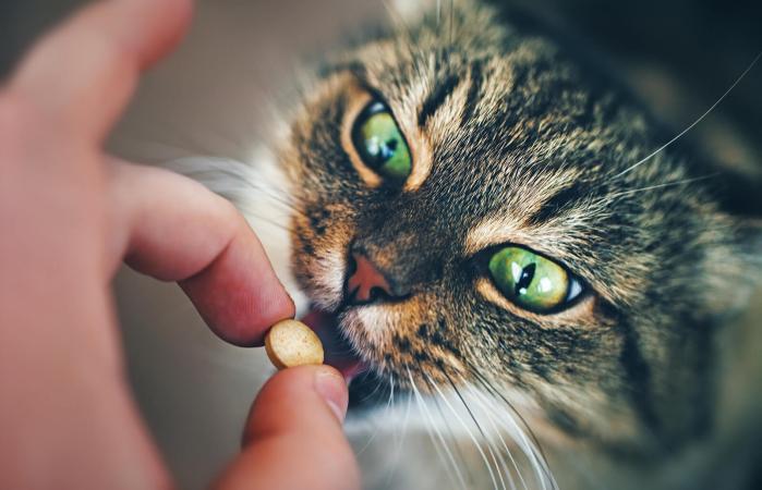 как дать кошке лекарство