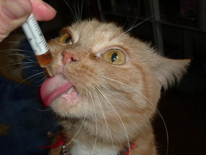 Как дать кошке препарат