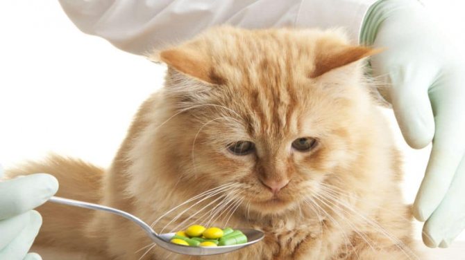 как дать таблетку кошке
