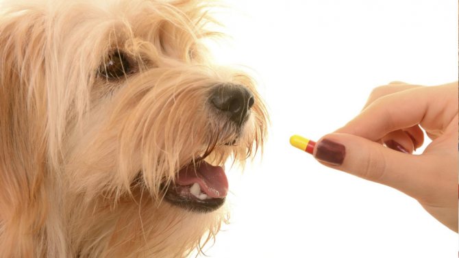 как дать таблетку собаке