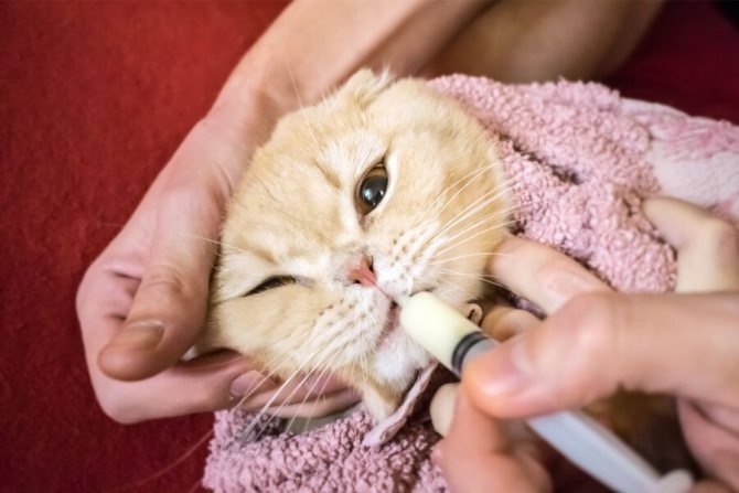 Как давать кошке суспензию