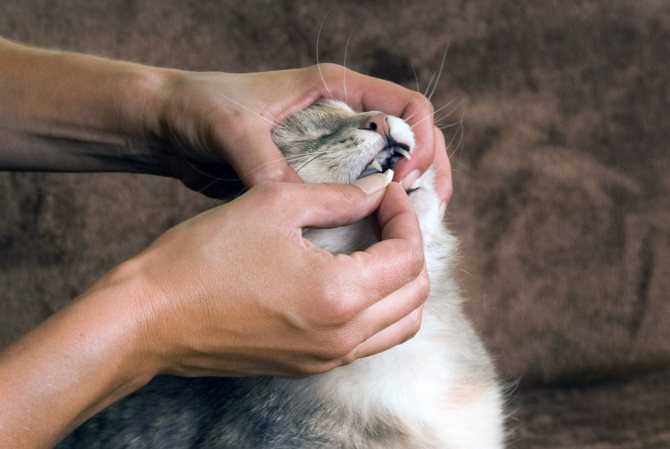 Как давать Стоп-цистит в таблетках для кошек Таблетки для кошек стоп-цистит для профилактики урологических заболеваний
