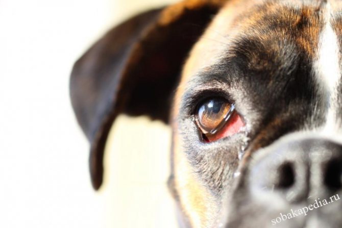 Как диагностировать и чем лечить конъюнктивит у собак