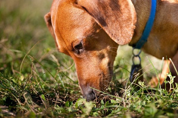 Как долго лечится пиодермия у собак