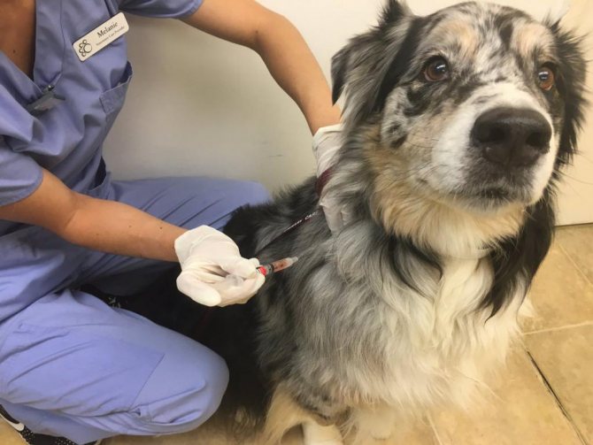 Как долго лечится пиодермия у собак