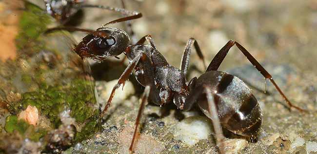 Как избавиться от черных муравьев: фото