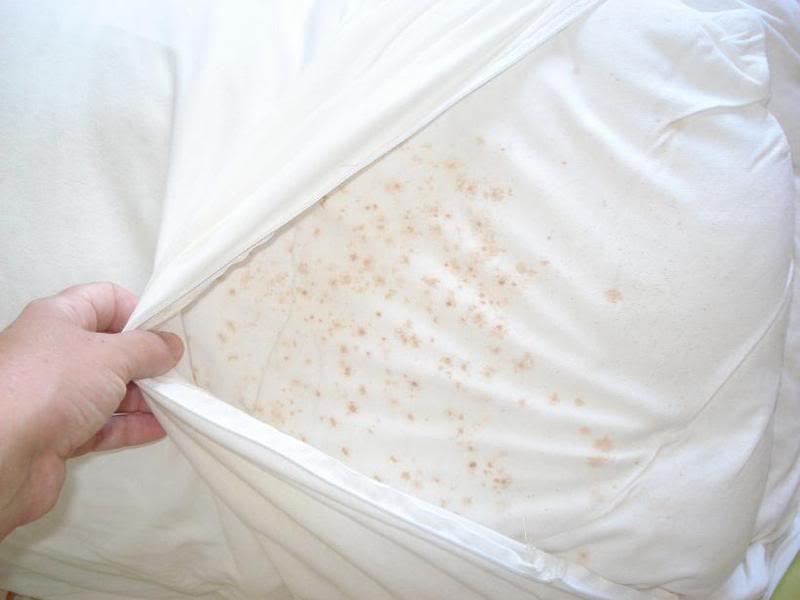 Как избавится от клещей в подушках