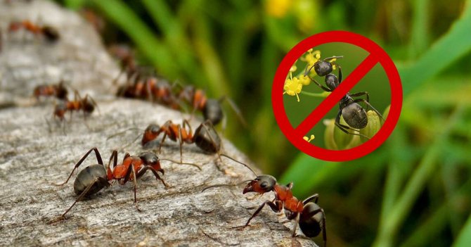 Как избавиться от маленьких рыжих муравьев в квартире и доме