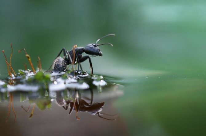 Как избавиться от муравьев домашними методами?