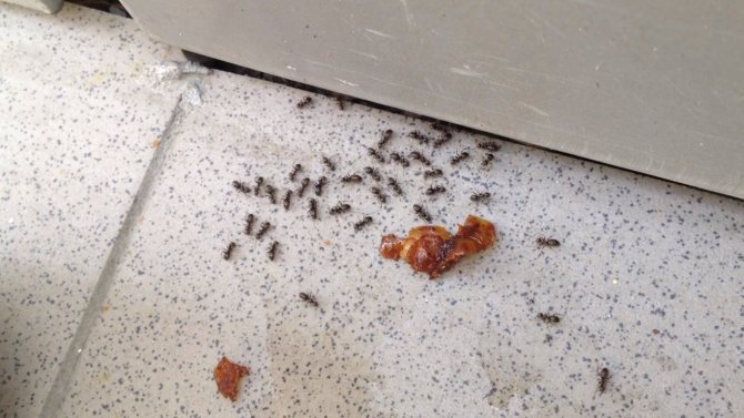 Как избавиться от муравьев на кухне