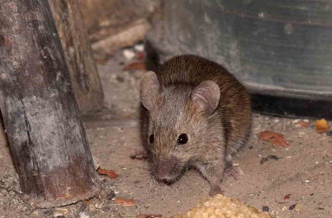 Как избавиться от мышей навсегда гуманные и радикальные методы