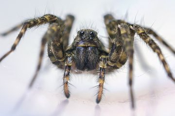 Как избавиться от пауков в квартире?