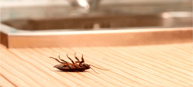 как избавиться от рыжих тараканов на кухне