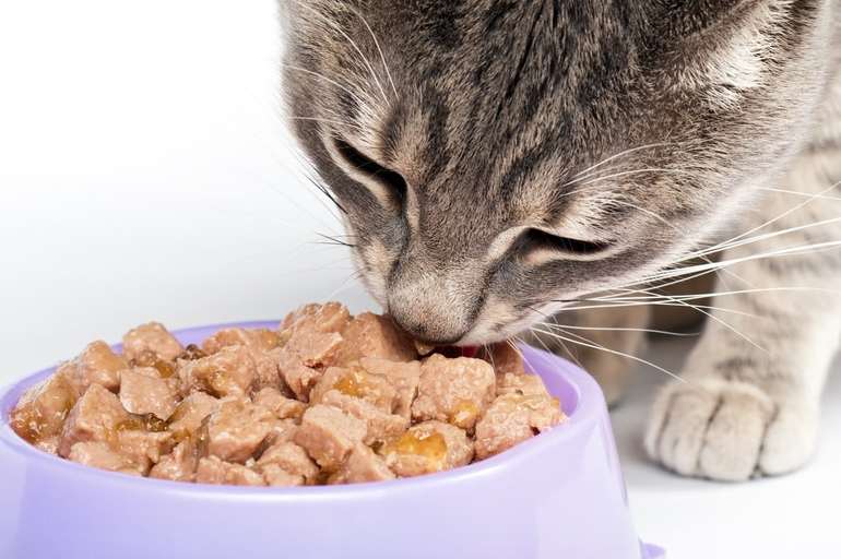 Как кормить кошку препаратом