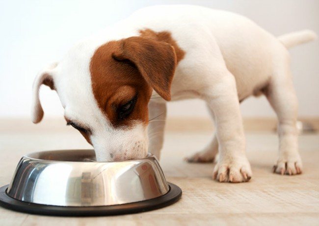 как кормить щенка натуральной пищей