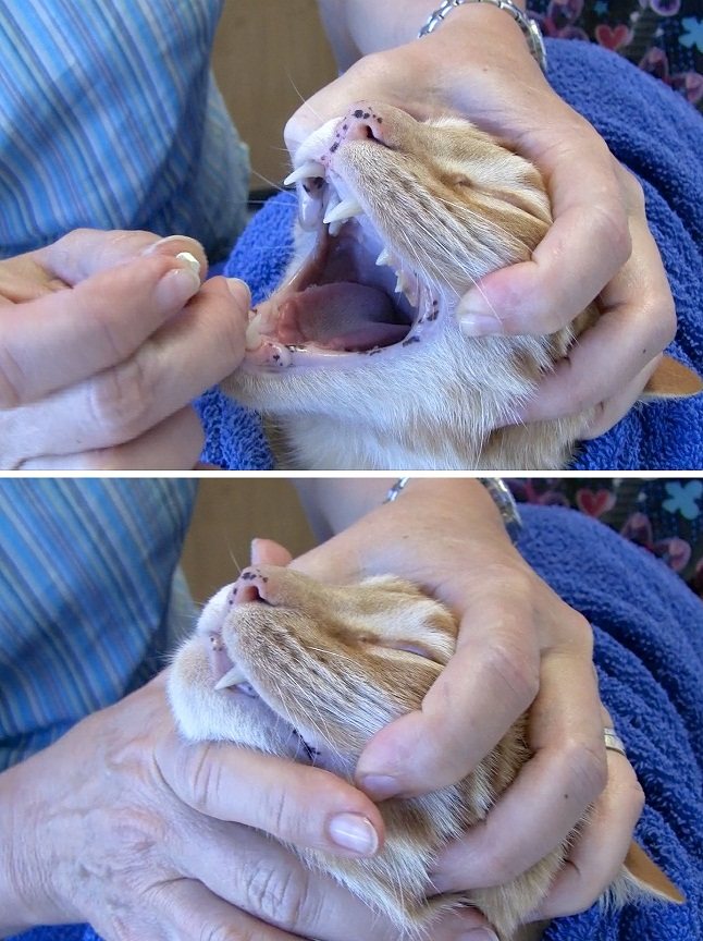 как кошке дать таблетку